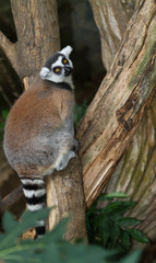 Ring-Tailed Lemur