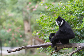 White Cheek Gibbon