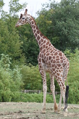 Obraz premium Girafe