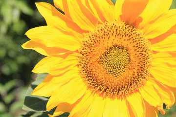 Obraz premium Sunflower