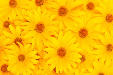 Cercles muraux Gerbera Fond jaune fleuri