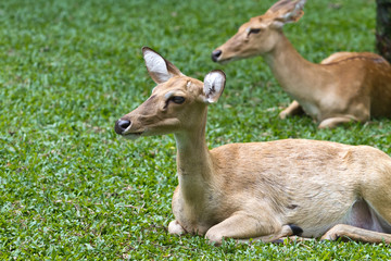 deer