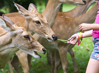 deer