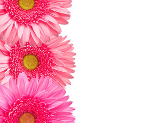 gerber flower isolated on white background