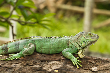 iguana