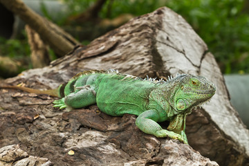 iguana