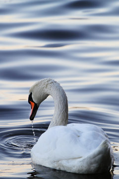 Swan on water