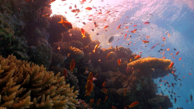 red fish on coral reef, Red sea