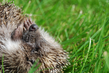 The hedgehog lays on a grass