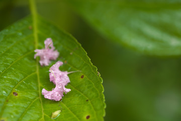 アジサイの葉に落ちた花弁