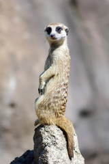 Meerkat on a Rock Looking Interested
