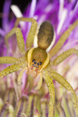 Young spider sitting on thistle