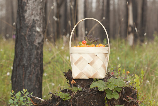 Basket filled with cloudberries