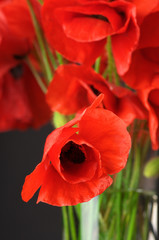Bouquet of poppies close-up