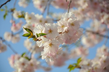 Mandelblüten - Kirschblüten