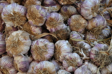 garlic in provance