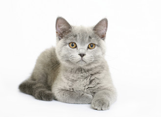 Fototapeta premium British kitten on white background