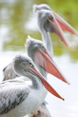 Spotted Billed Pelican