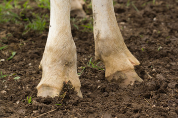 Patas de vaca