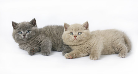 Two British kittens on white background
