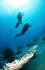Fotobehang Scuba divers silouetted on coral reef © JonMilnes