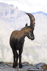 Fototapeta premium Alpine ibex - Steinbock