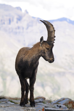 Alpine ibex - Steinbock