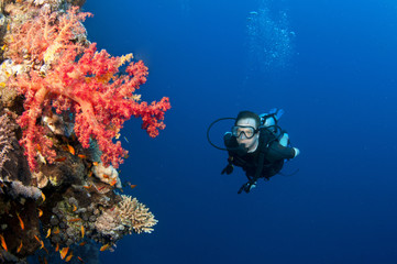 Naklejka na ściany i meble scuba diver and red coral