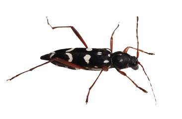 Longhorn beetle isolated on white background