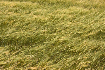 wheat field