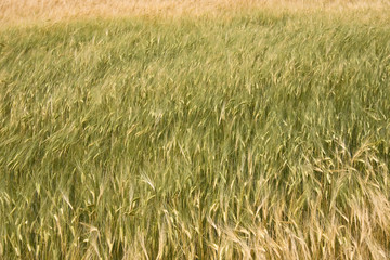 wheat field