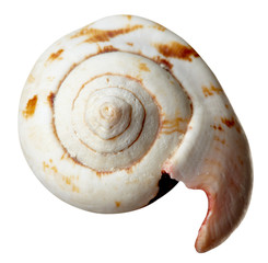 seashel sea life marine