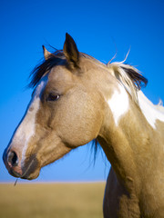 Pferd Montana