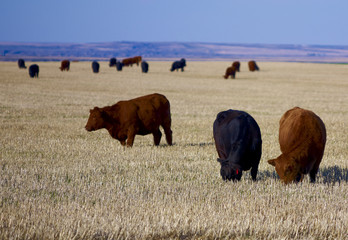Montana Kühe auf der Weide