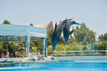 Lichtdoorlatende rolgordijnen zonder boren Dolfijnen dolfijnen