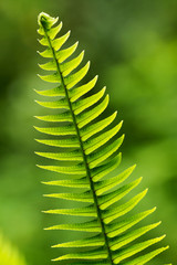 Fern leaf