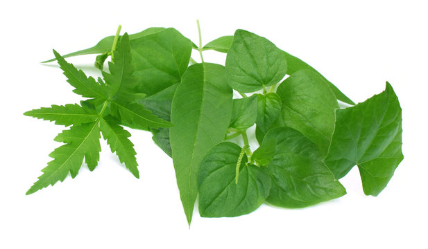 Medicinal herbs