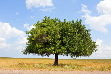 Fototapeta na wymiar Alone tree