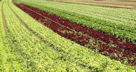 Landwirtschaft Salat Acker