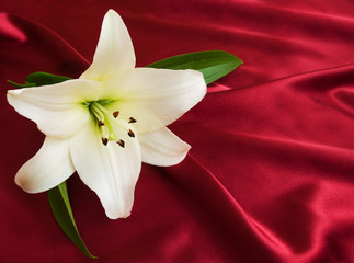 White lily on the red silk