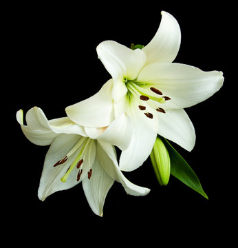 Fototapeta White lilies on a black  background