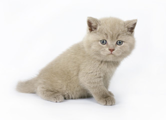 Obraz premium lilac British kittens