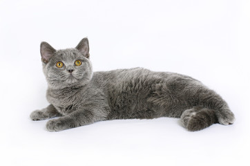 Obraz premium British cat on white background