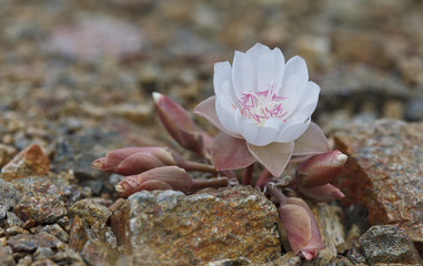 White Bitterroot Flower