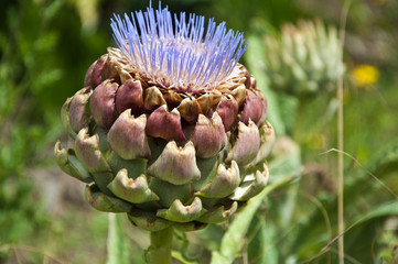artichaud en fleur
