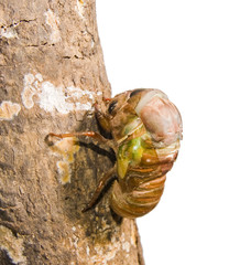 Cicada metamorphosis (Latin Cicadidae). Last molt - the transfor