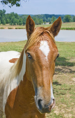 Obrazy na Szkle  Portret rudego z białym koniem z kolorowymi oczami