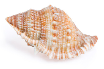 Shell isolated on the white background