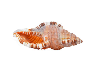 Empty seashell of marine mollusc rapana venosa (thomassiana)