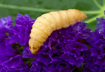 larva